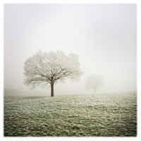 François Besch - Hipstamatic - 2015 - Eis-Nebel-Bäume.jpg