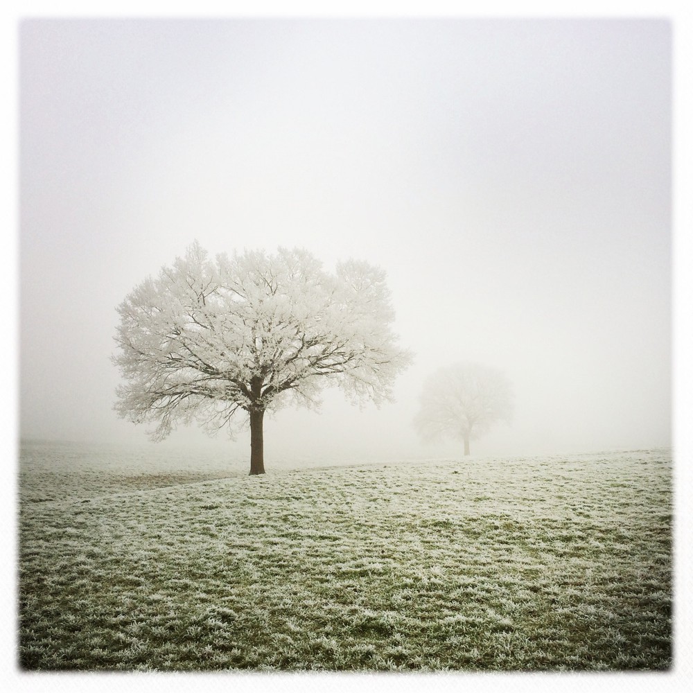 François Besch - Hipstamatic - 2015 - Eis-Nebel-Bäume.jpg