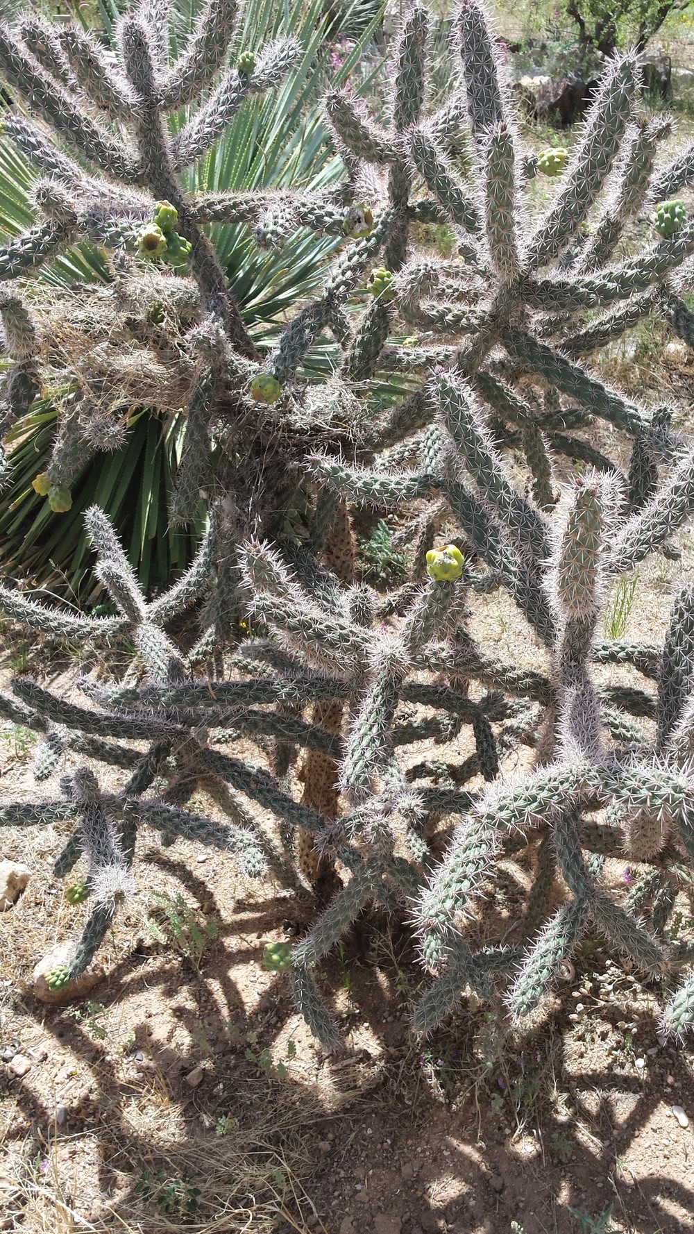Cholla_cactus_at_the_El_Paso_Museum_of_Archaeology.jpg