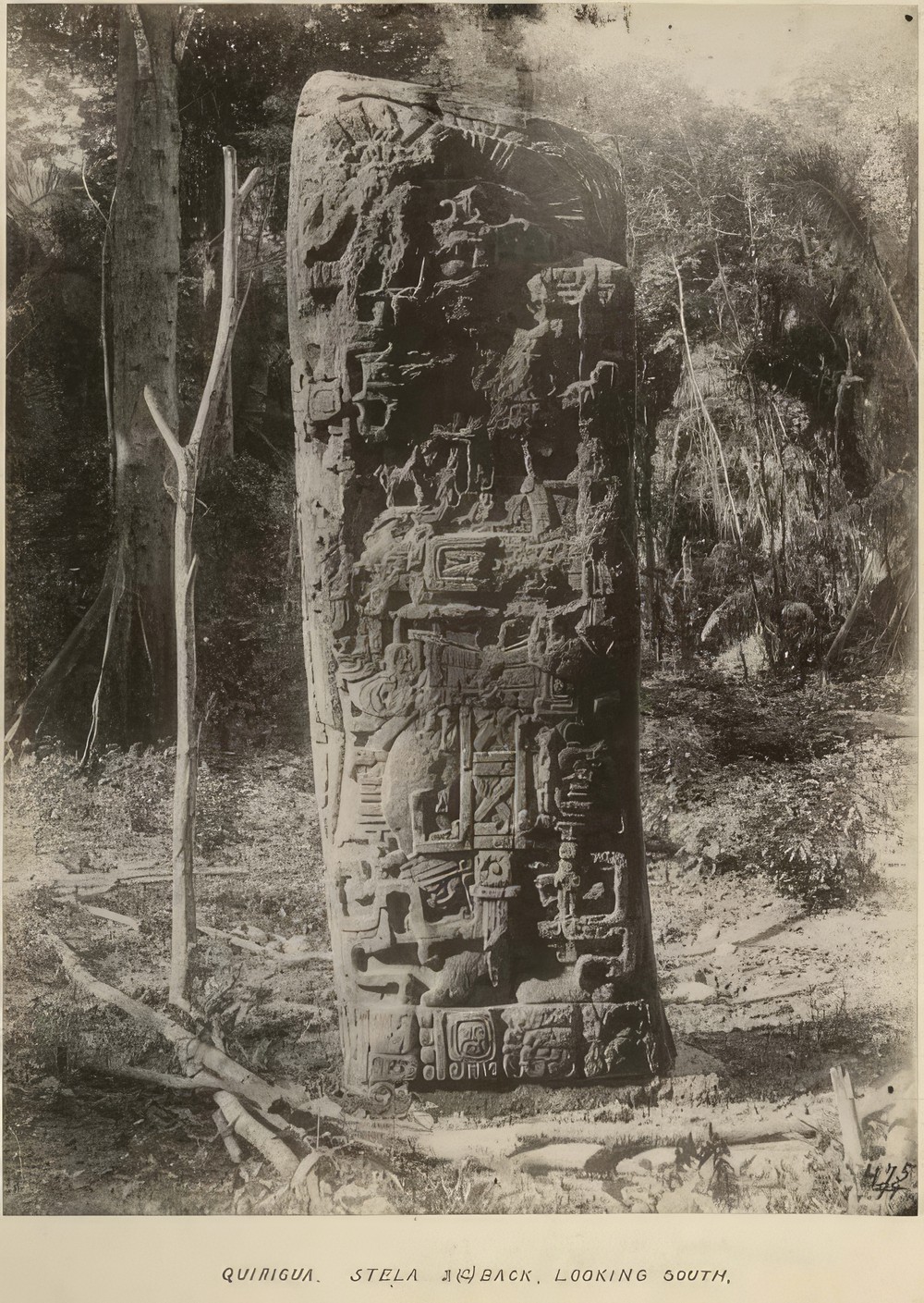 back-view-of-stela-2c-looking-south_bc1456e2-dc2f-4ec3-9273-12bb88b95ab2.jpg