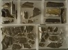 cast-fragments-from-various-monuments-miscellaneous-sites-quiriqua-and-copan_977f0f75-2d65-4e5d-9c85-72cd84824d68.jpg