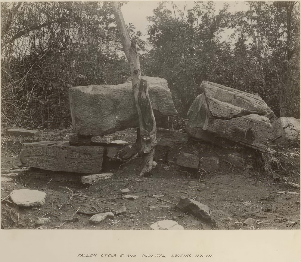 fallen-stela-5-and-pedestal-looking-north_13e6af4c-d24d-4c9c-9cd0-0176bf47e4e1.jpg