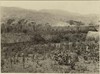 valley-of-copan-main-structure-in-background_614e73d1-5077-40f4-8701-4b0390c2e7c8.jpg