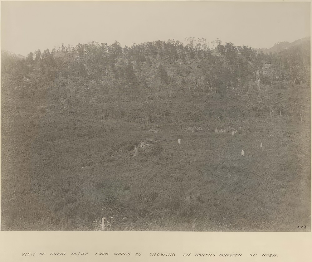 view-of-great-plaza-from-mound-26-showing-six-months-growth-of-bush_a10d9b4c-11e3-43a7-b15a-81eb58e64752.jpg